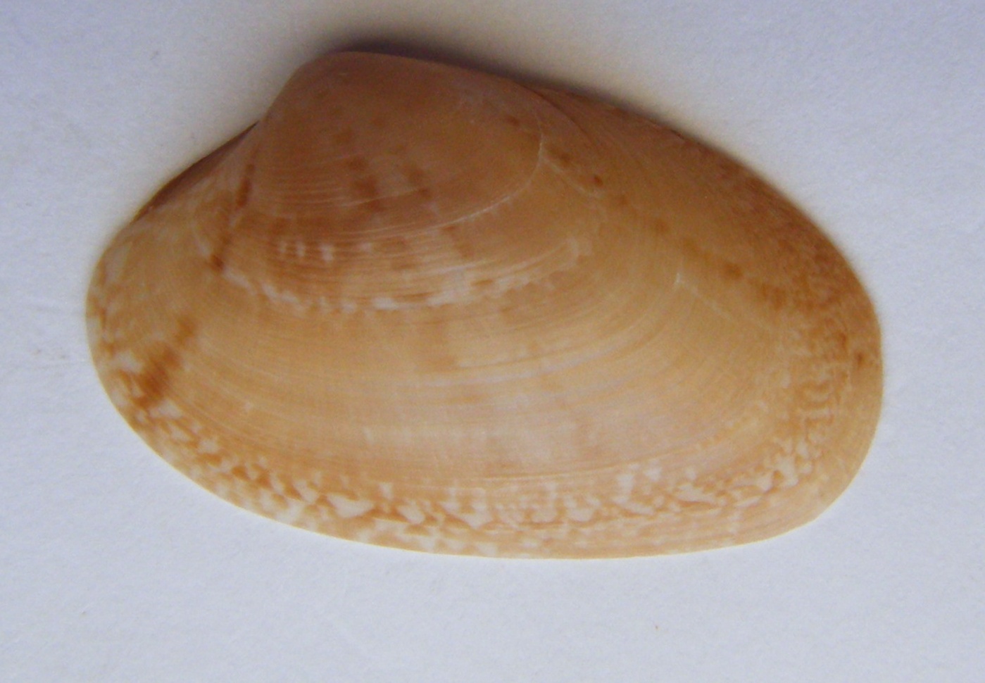 Bivalve 8